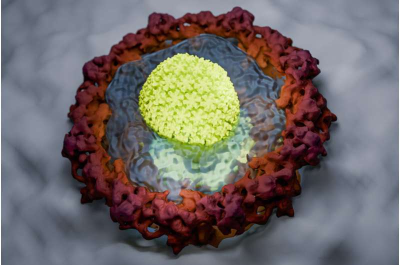 HIV如何将其遗传物质偷运到细胞核中